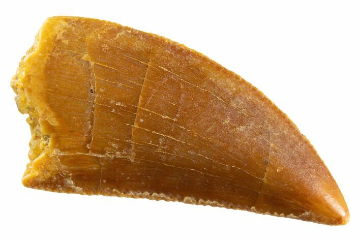 Serrated Raptor Tooth - Real Dinosaur Tooth #347017